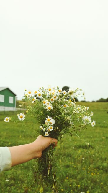 A hand holds a bouquet of wild chamomile flowers in an open field, capturing a sense of nature and summer freshness.
