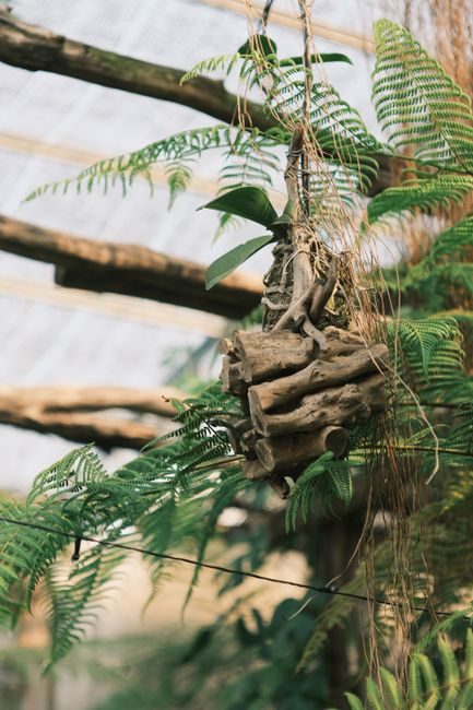 Elegant indoor display of tropical ferns on driftwood, ideal for nature decor.