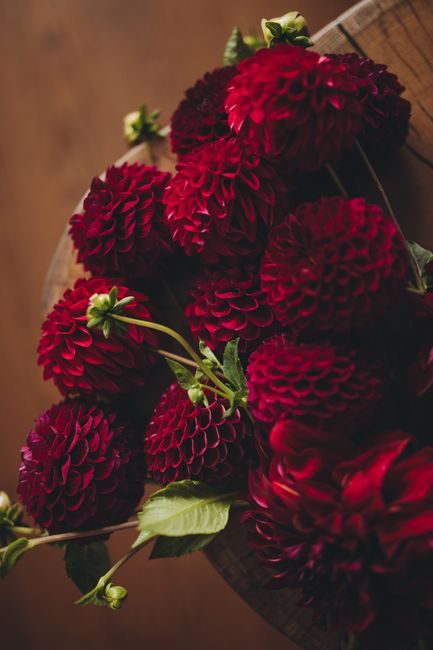 A bunch of vivid red dahlias with lush green leaves against a warm, autumn backdrop.