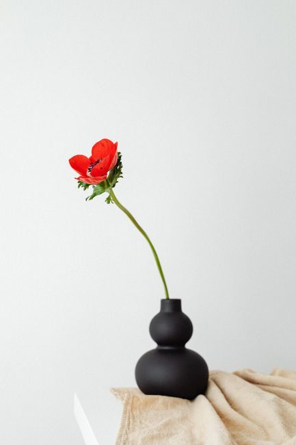 Minimalist still life of a red flower in a black vase against a white background. Perfect for modern decor.