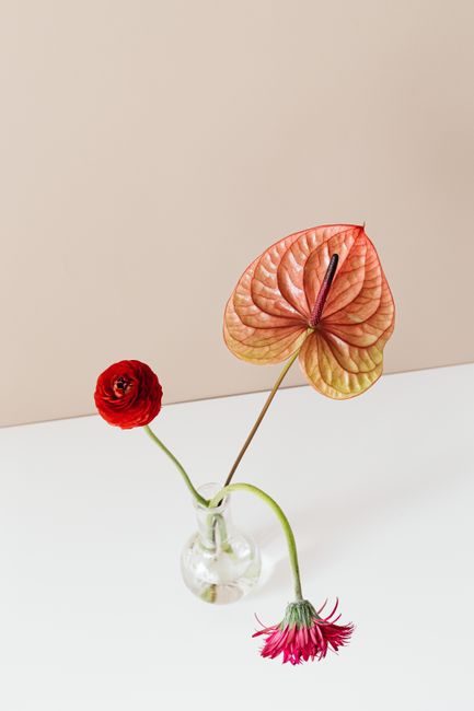 Elegant minimalist floral arrangement featuring anthurium and ranunculus in a clear glass vase.