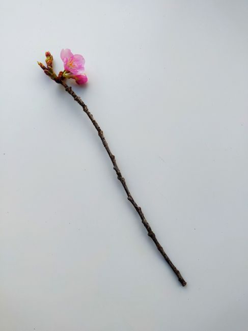 Minimalist cherry blossom branch in bloom against a white background.