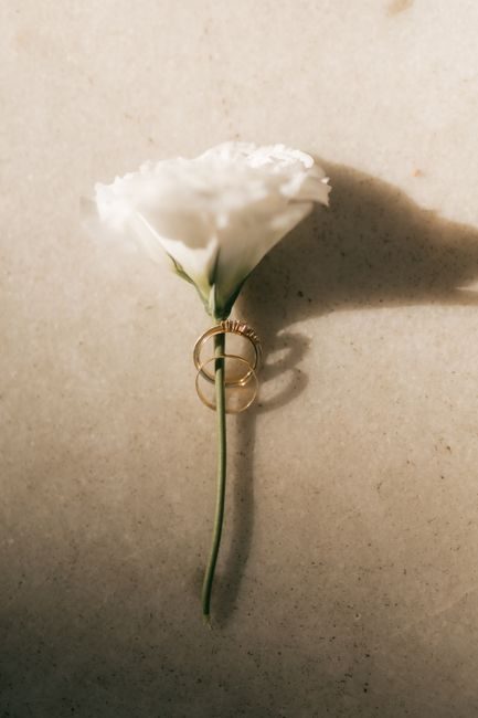 White carnation on textured surface with gold wedding rings, symbolizing love and commitment.