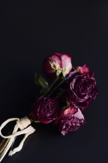 Elegant dried purple roses on a dark background, showcasing their vintage beauty.