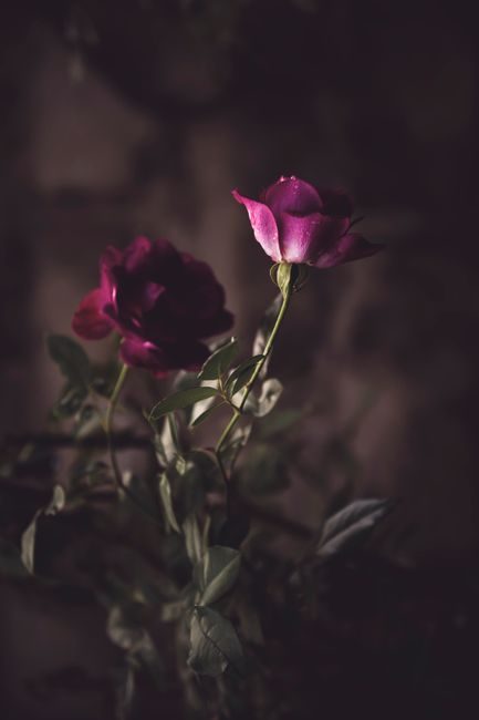 A moody close-up of two elegant purple roses in dramatic lighting, showcasing delicate petals.