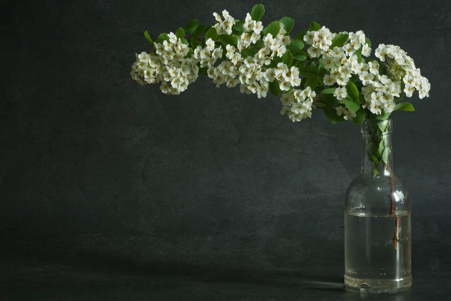 A single branch of white flowers in a glass vase against a dark background, exuding elegance and simplicity.