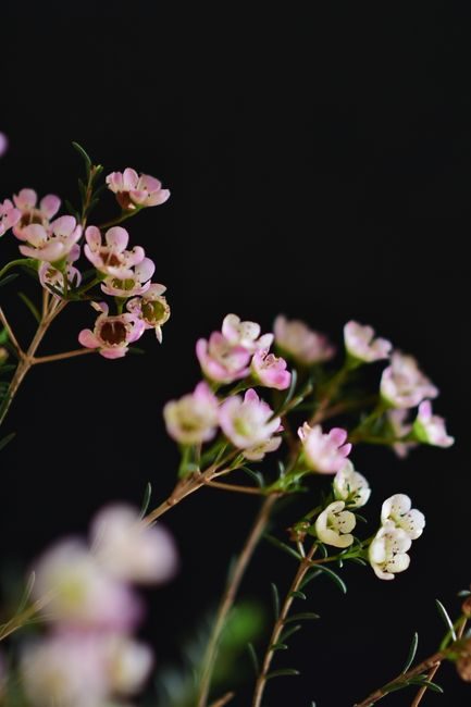 Close-up of beautiful wax flowers with pink petals on a dark, moody backdrop.