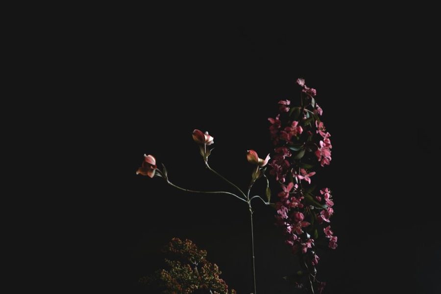 Artistic shot of pink flowers with high contrast against a black background.