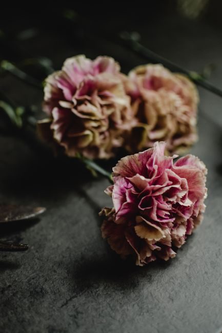 A detailed close-up of pink carnation flowers on a moody dark background, highlighting texture and color.