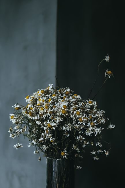 Close-up of a rustic chamomile bouquet in a vase with a moody backdrop.